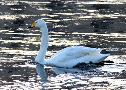 Cygnus olor Oulu 2016-03-01