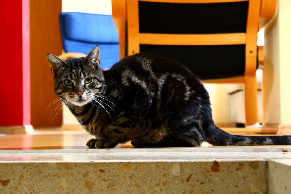 Animals domestic cat mackerel