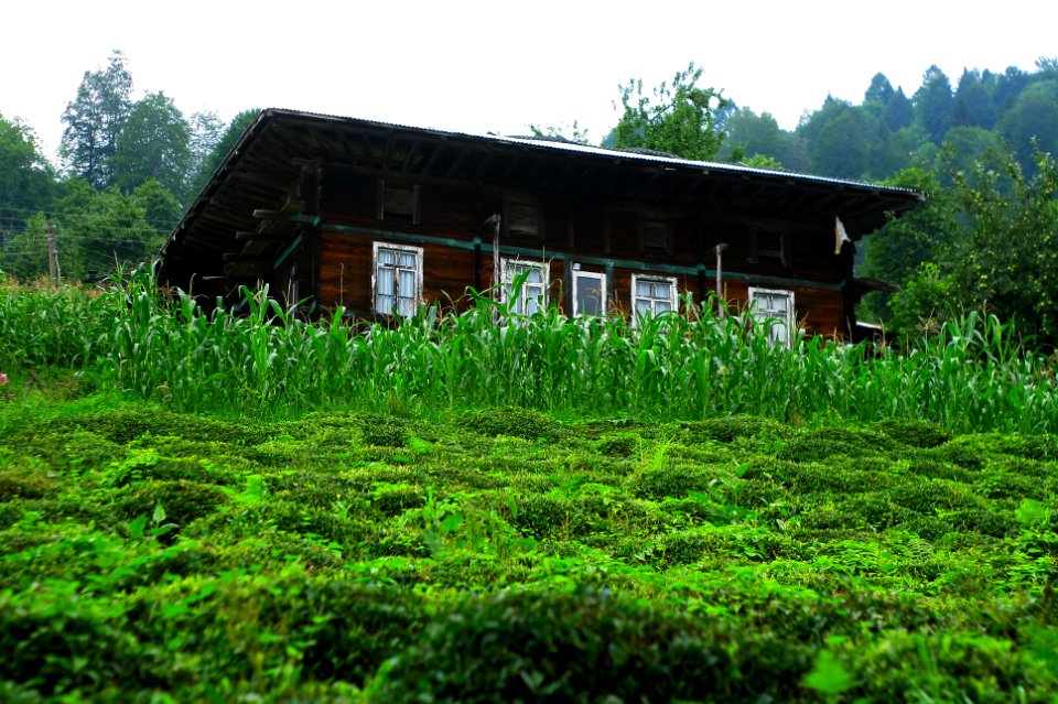 Başköy-Senoz-Çayeli-Rize