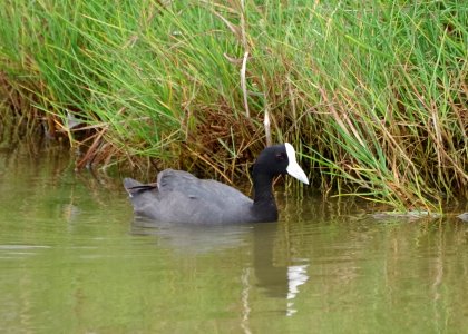 hawaiian coot2