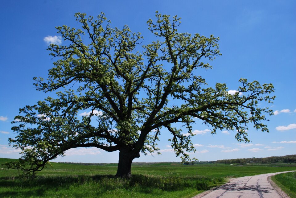 Nature tree oak tree