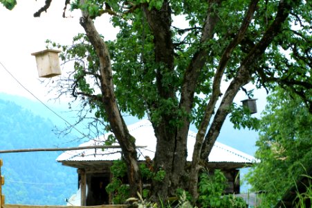 Başköy-Senoz-Çayeli-Rize