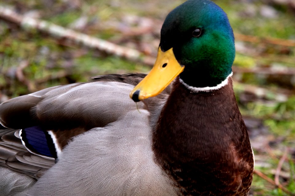 (Anseriformes: Anatidae) Anas platyrhynchos ♂, Gräsand / Mallard photo