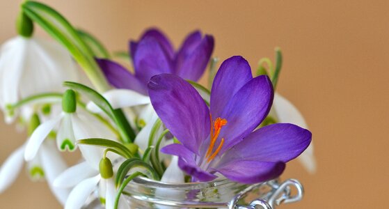 White purple violet photo