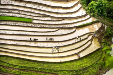 Terraced paddy fields, Vietnam photo