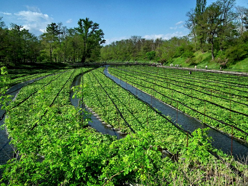 Wasabi fields, Japan