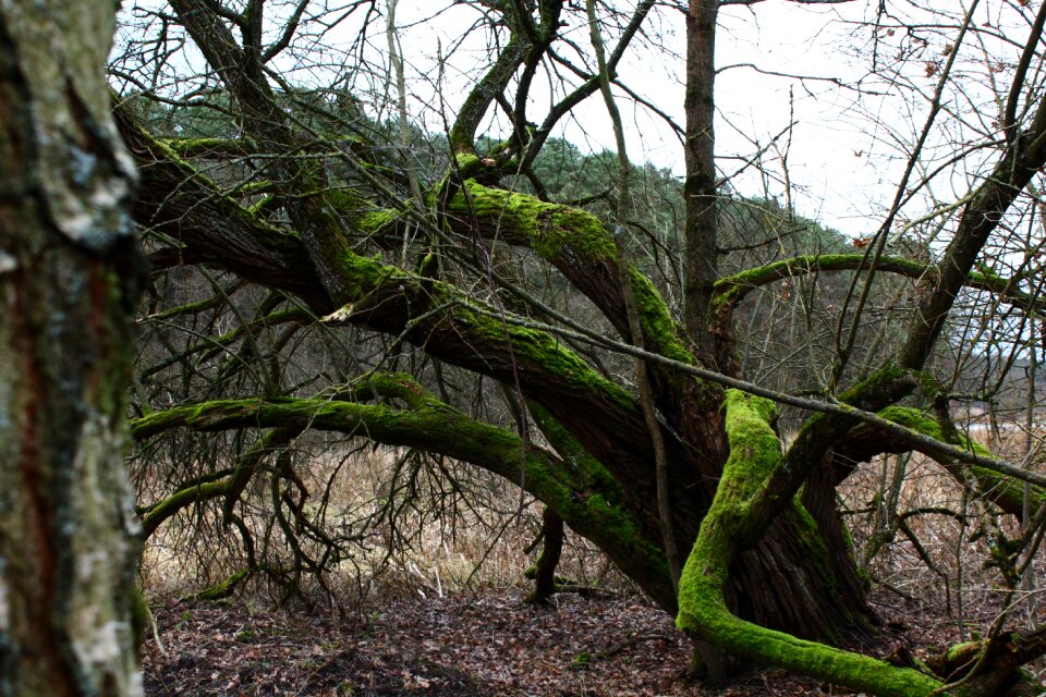 Old tree nature green