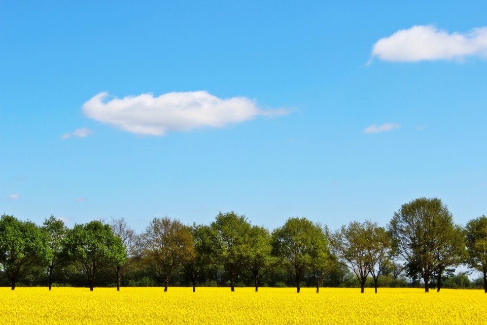 Crops plant landscape