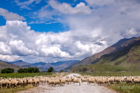Love New Zealand