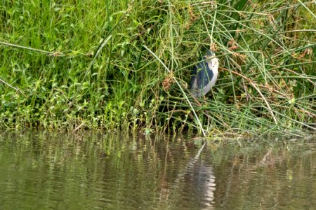 (Pelecaniformes: Ardeidae) Nycticorax nycticorax, Natthäger / Black-crowned night heron photo