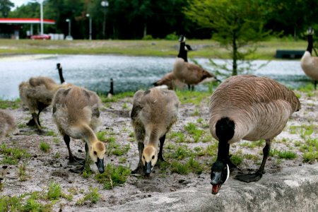 Threatened Goose and her Goslings photo