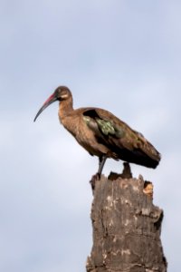 (Pelecaniformes: Threskiornithidae) Bostrychia hagedash, Hadadaibis / Hadada ibis