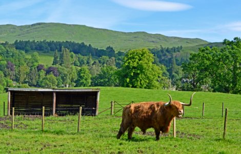 Highland  Bull