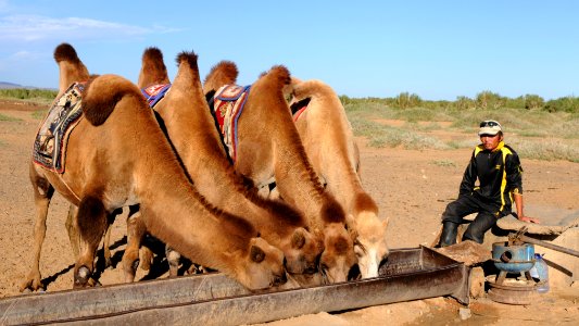 Camels drinking, Mongolian desert