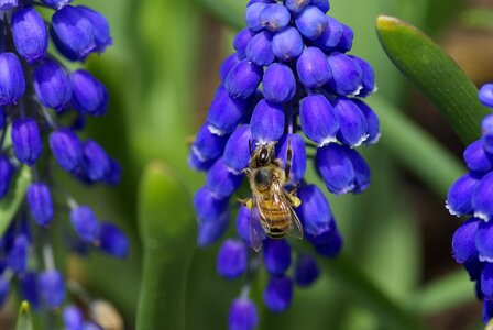 Nature insect macro photo