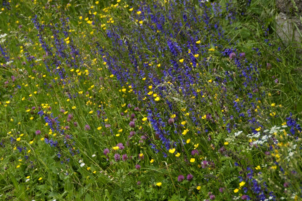 Summer blue flower meadow