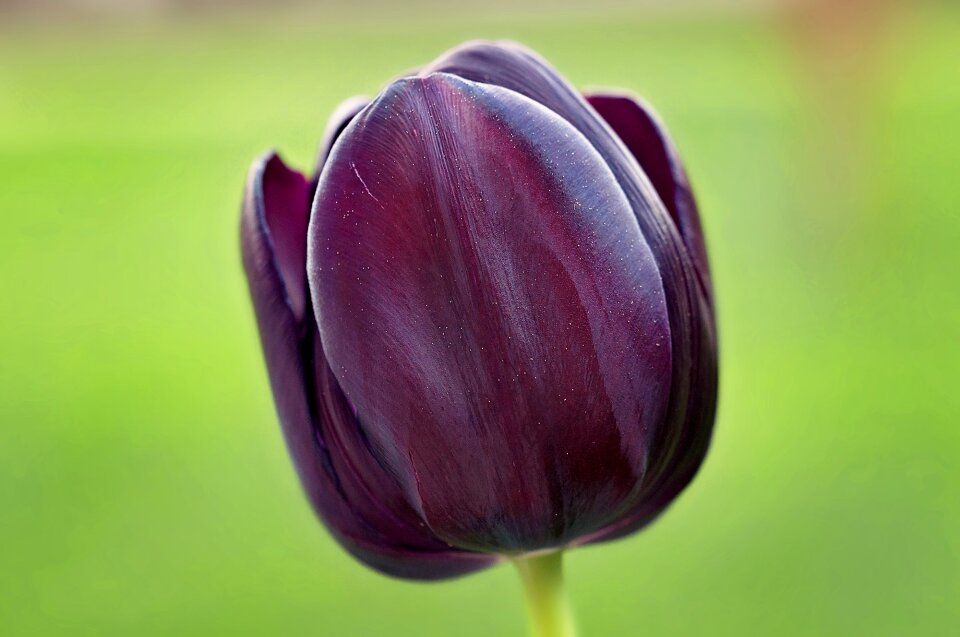 Dark beautiful spring flower