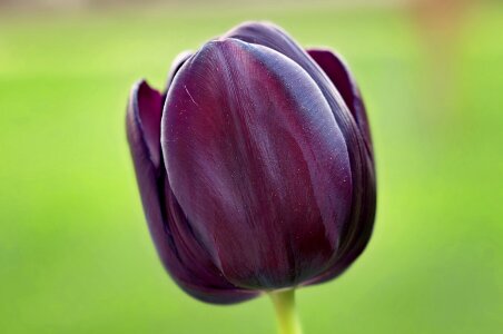 Dark beautiful spring flower