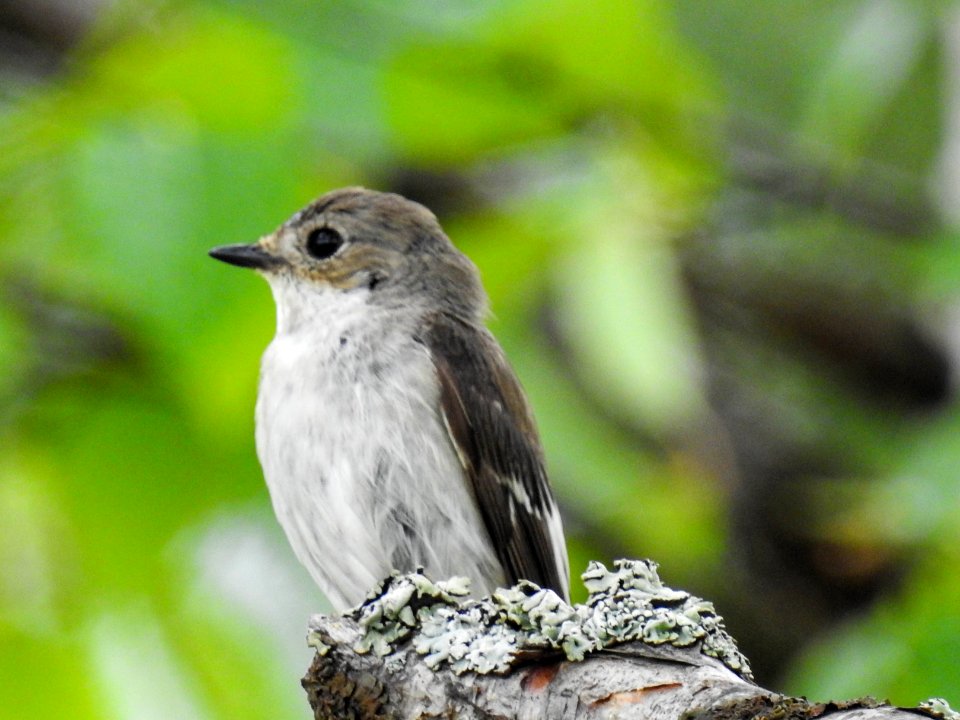 (Passeriformes: Muscicapidae) Ficedula hypoleuca ♀, Svartvit flugsnappare / Pied flycatcher