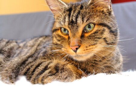 Animals domestic cat cat face