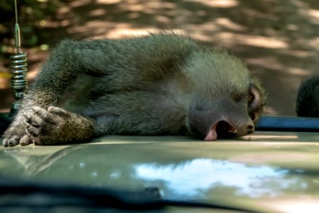 (Primates: Cercopithecidae) Papio anubis, Anubisbabian / Olive baboon