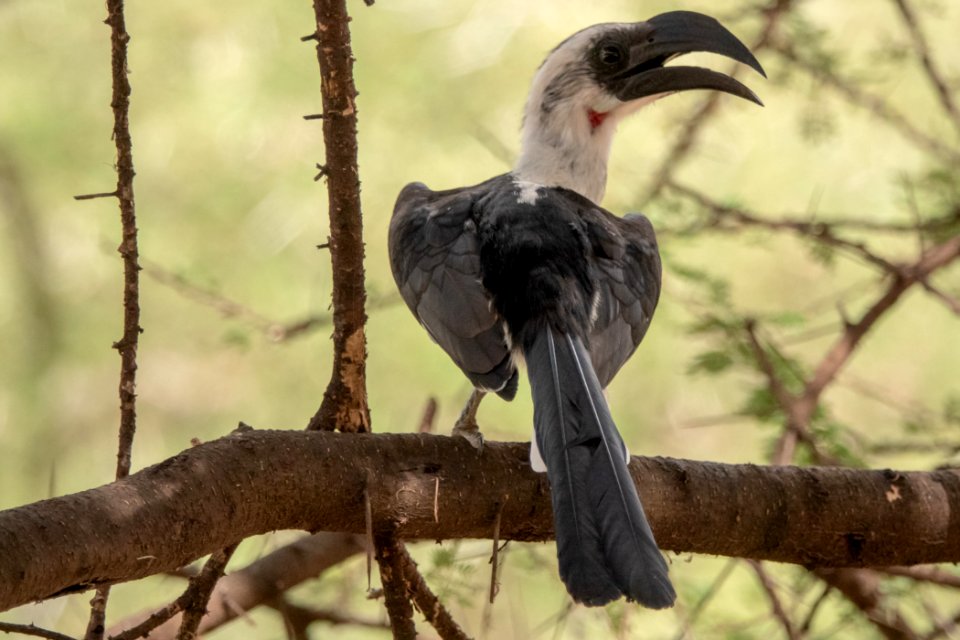(Bucerotiformes: Bucerotidae) Tockus deckeni ♀, Savanntoko / Von der Decken's hornbill