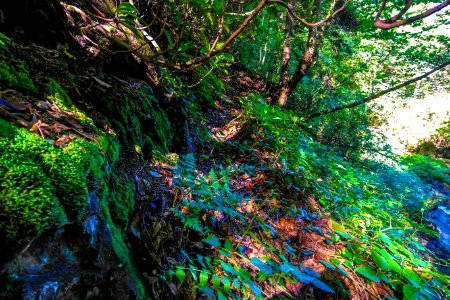 Başköy Senoz Çayeli Rize photo