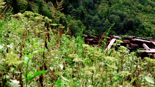 Çahçor yaylası Senoz Çayeli Rize