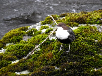 (Passeriformes: Cinclidae) Cinclus cinclus, Strömstare / White-throated dipper