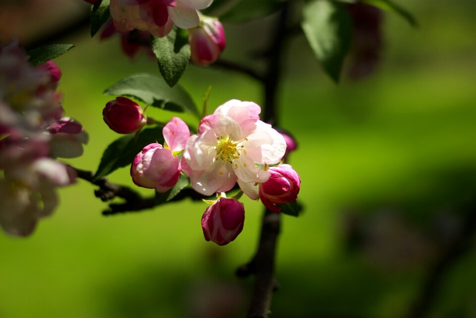 Nature spring cherry blossoms