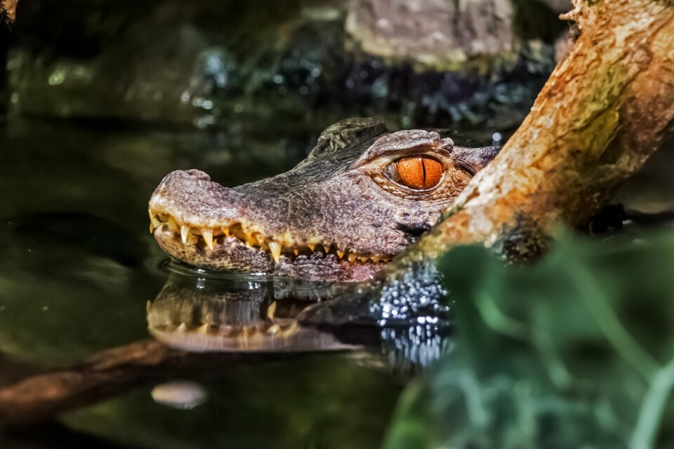 Animals nature hazard