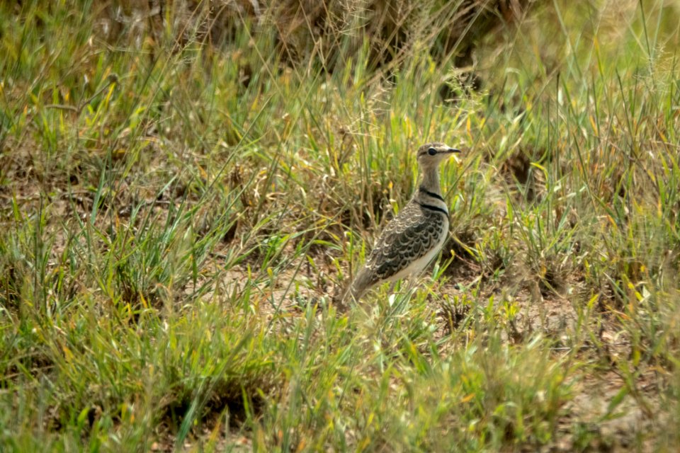 (Charadriiformes: Glareolidae) Smutsornis africanus, Tvåbandad ökenlöpare / Double-banded courser