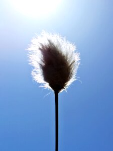 Sunny sun spring
