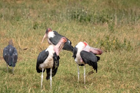 (Ciconiiformes: Ciconiidae) Leptoptilos crumenifer, Maraboustork / Marabou stork