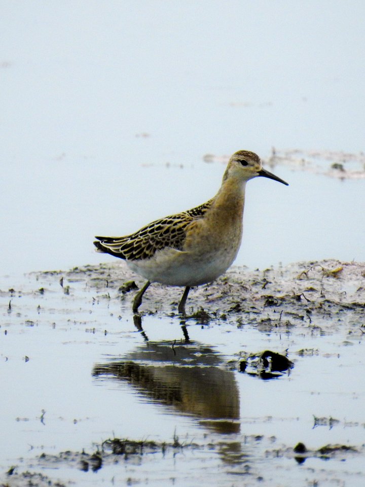(Charadriiformes: Scolopacidae) Calidris pugnax, Brushane / Ruff