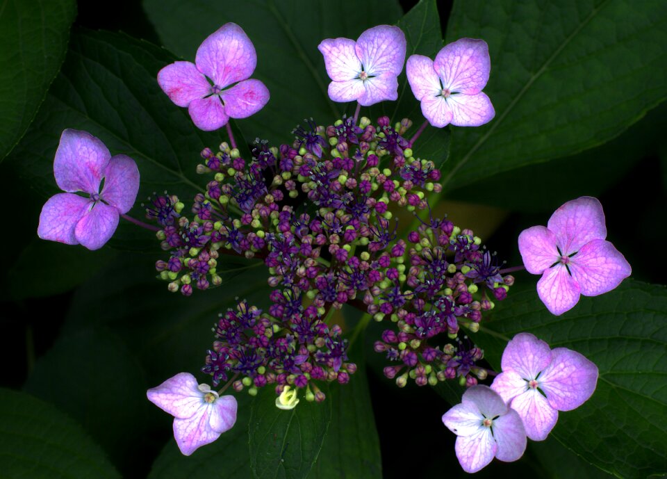 Flower bouquet blossom
