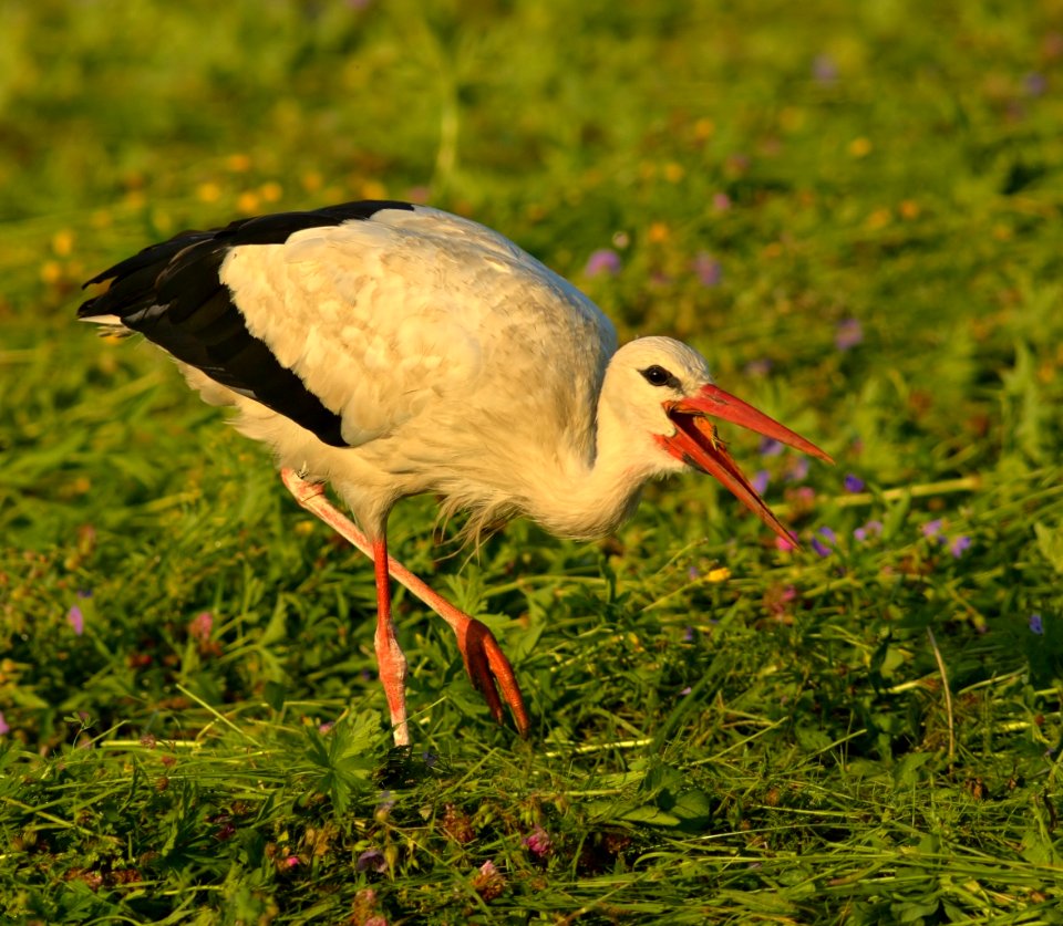 4X2Y2879-crop filtered-crop