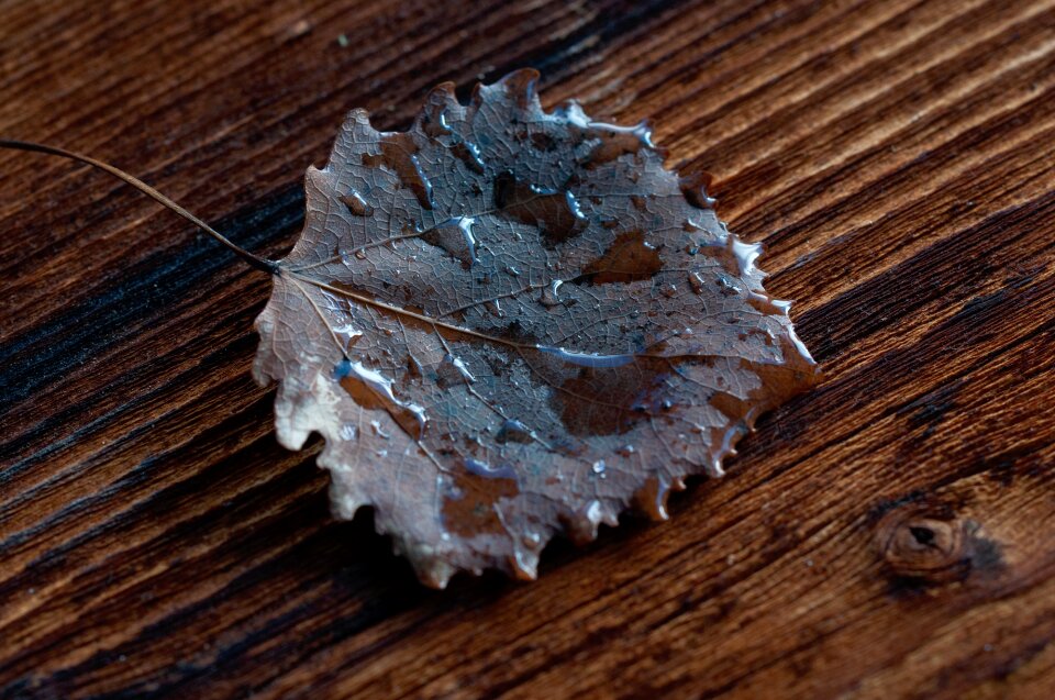 Drop of water wood brown