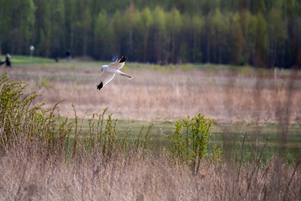 (Accipitriformes: Accipitridae) Circus macrourus ♂, Stäpphök / Pallid harrier