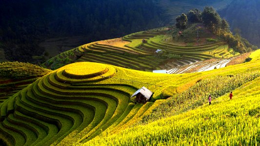 Terraced paddy fields, Vietnam (3) photo