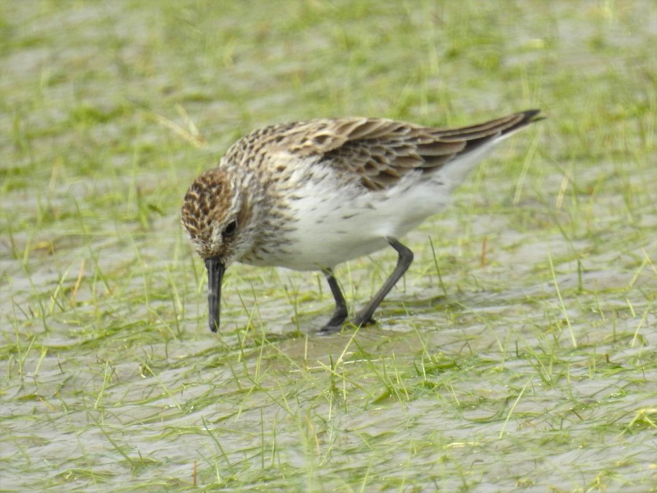 (Charadriiformes: Scolopacidae) Calidris pusilla, Sandsnäppa / Semipalmated sandpiper
