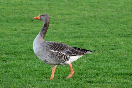 Greylag geese