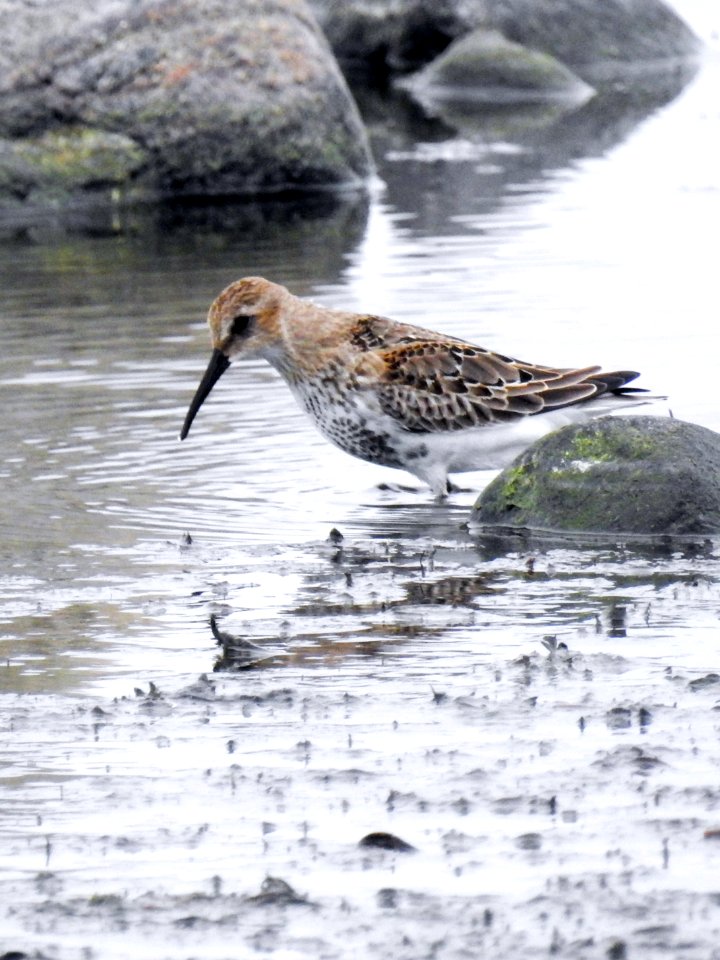 (Charadriiformes: Scolopacidae) Calidris alpina, Kärrsnäppa / Dunlin