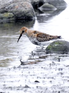 (Charadriiformes: Scolopacidae) Calidris alpina, Kärrsnäppa / Dunlin photo