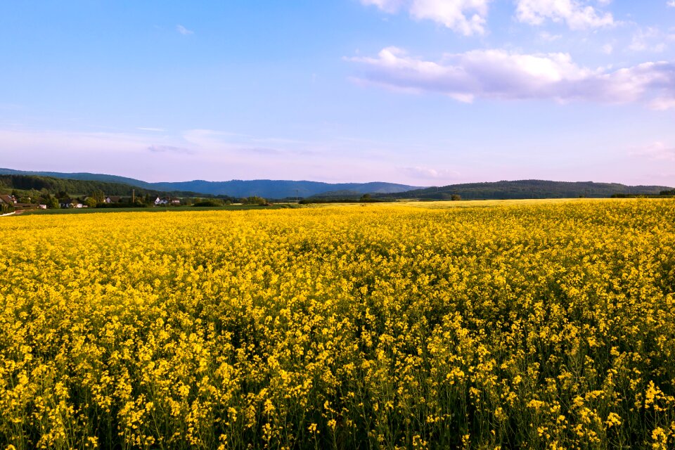 Flowers spring sky