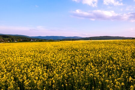 Flowers spring sky photo