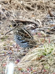 (Charadriiformes: Scolopacidae) Gallinago media, Dubbelbeckasin / Great snipe