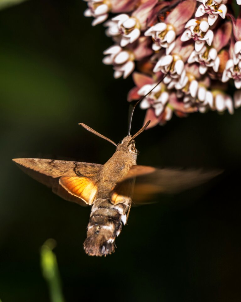 Flight fly insect