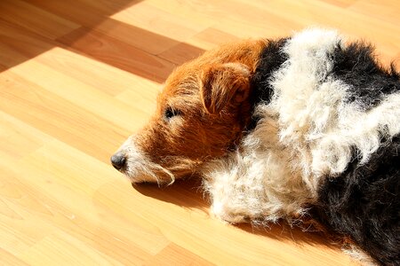 Fox terrier sleep tired