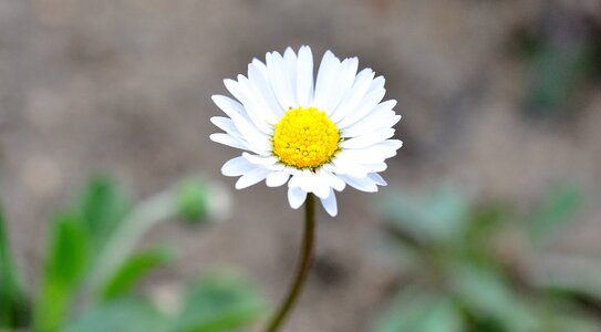 Yellow-white blossom bloom